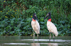 Jabiru d'Amérique